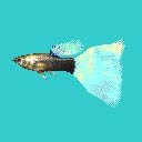 グッピー　タキシード　水色