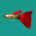 グッピー　レッドテール