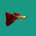 グッピー　レッドテール