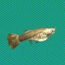 グッピー　レッドテール　メス